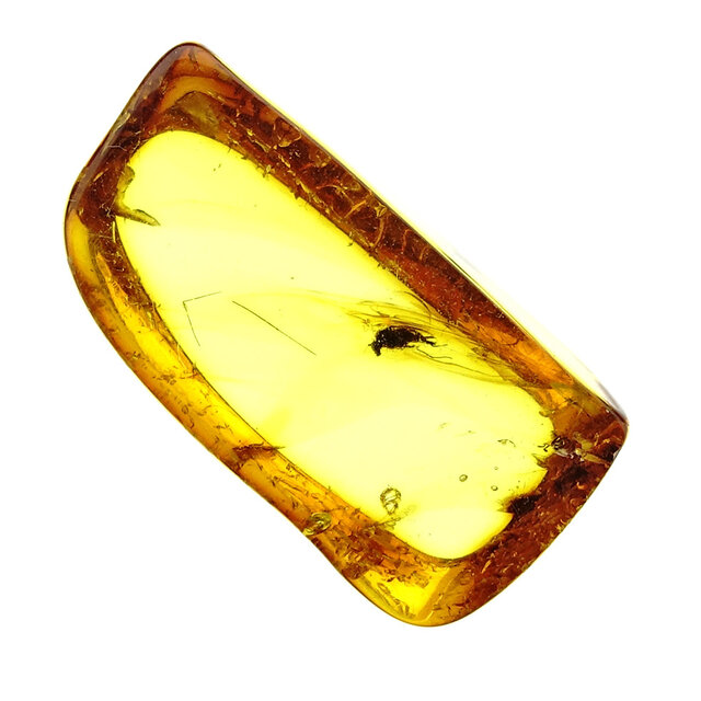 Baltic amber with enclosed fly