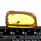 Baltic amber with enclosed fly