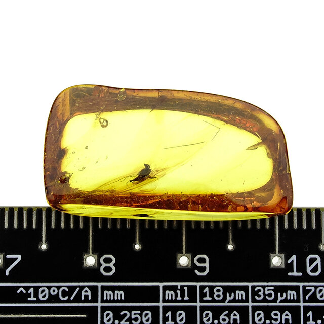 Baltischer Bernstein mit eingeschlossenem Fliege