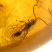 Baltic amber donut pendant with embedded wasp