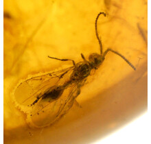 Baltic amber donut pendant with embedded wasp