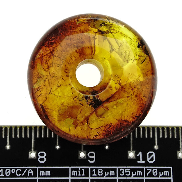 Baltic amber donut pendant with embedded wasp
