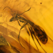 Baltic amber with enclosed wasp