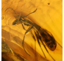 Baltic amber with enclosed wasp