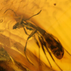 Amber with enclosed insect
