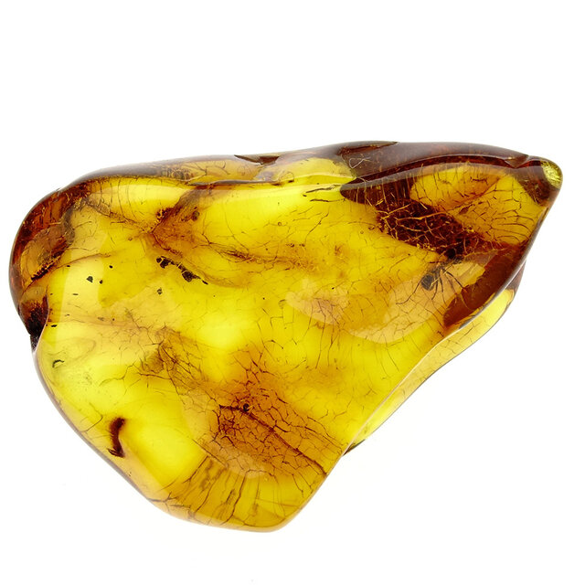 Baltic amber with enclosed wasp