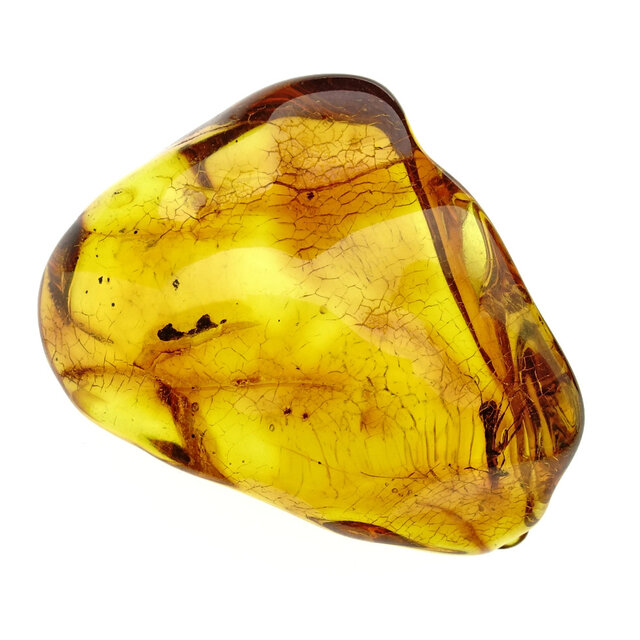 Baltic amber with enclosed wasp