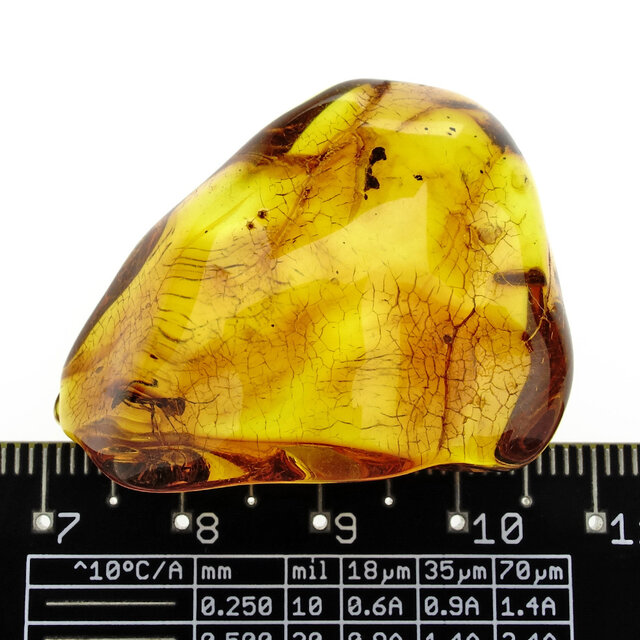 Baltic amber with enclosed wasp