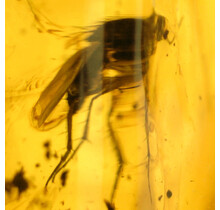 Baltic amber with enclosed fly