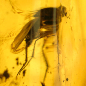 Barnsteen met ingesloten insect