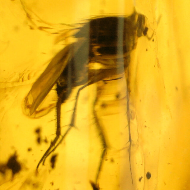 Baltic amber with enclosed fly