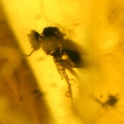 Baltisch Barnsteen met ingesloten vlieg