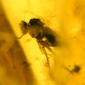 Baltischer Bernstein mit eingeschlossenem Fliege