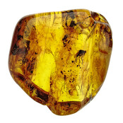 Baltic amber with enclosed fly