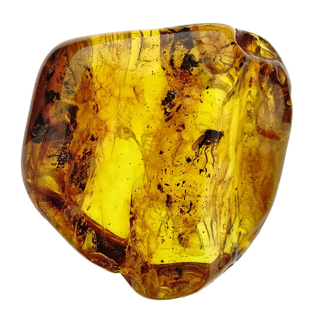 Baltic amber with enclosed fly