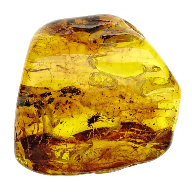 Baltic amber with enclosed fly