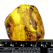 Baltic amber with enclosed fly