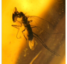 Baltic amber with enclosed mosquito