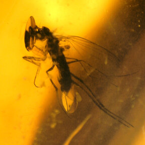 Amber with enclosed insect