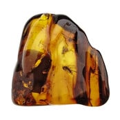 Baltisch Barnsteen met ingesloten mug