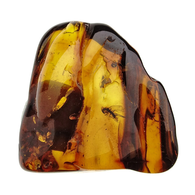 Baltic amber with enclosed mosquito