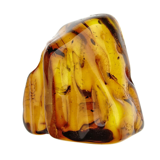 Baltic amber with enclosed mosquito