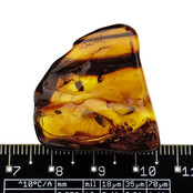 Baltic amber with enclosed mosquito