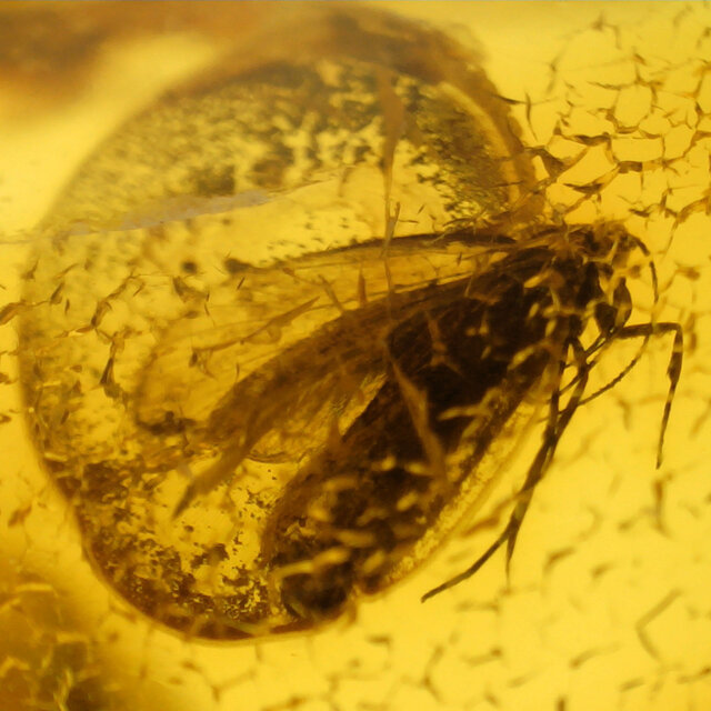 Baltic amber with enclosed mosquito