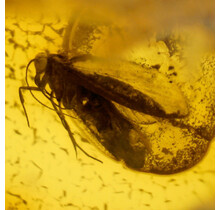 Baltic amber with enclosed mosquito