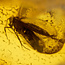 Baltic amber with enclosed mosquito
