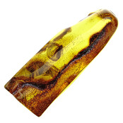 Baltic amber with enclosed mosquito