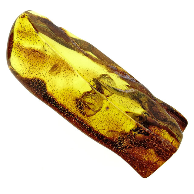 Baltic amber with enclosed mosquito