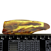 Baltic amber with enclosed mosquito
