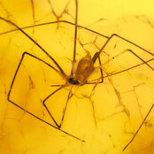 Baltic amber with enclosed crane spider