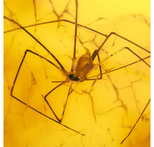 Baltic amber with enclosed crane spider