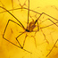 Baltic amber with enclosed crane spider