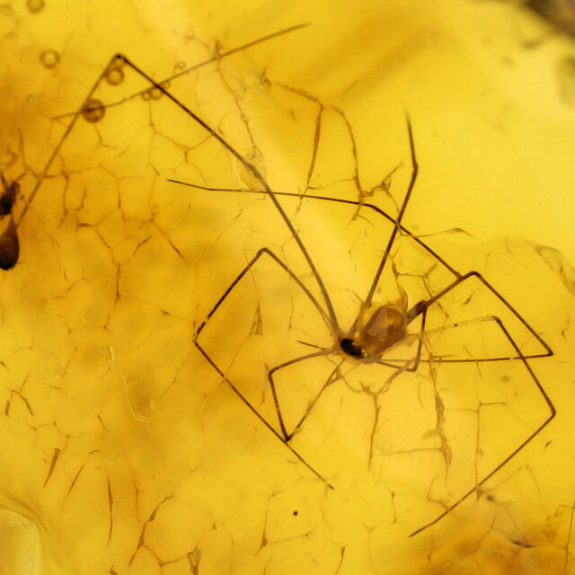Baltischer Bernstein mit  eingeschlossenem Kranichspinne