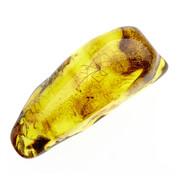 Baltic amber with enclosed crane spider