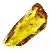 Baltic amber with enclosed crane spider