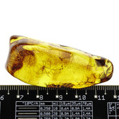 Baltic amber with enclosed crane spider