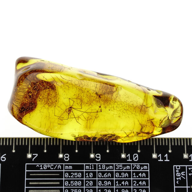 Baltic amber with enclosed crane spider