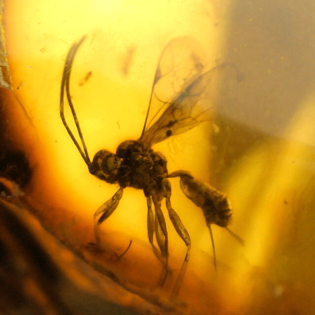 Baltic amber with natural hole, various wasps and mosquito