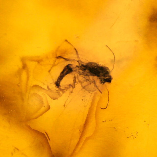 Baltic amber with natural hole, various wasps and mosquito