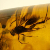 Baltic amber with natural hole, various wasps and mosquito