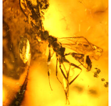 Baltic amber with natural hole, various wasps and mosquito