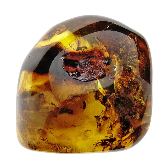 Baltic amber with natural hole, various wasps and mosquito