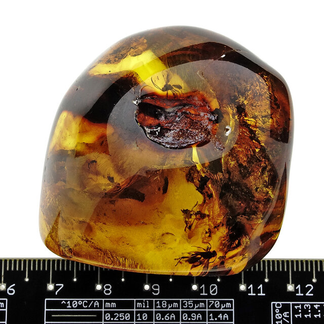 Baltic amber with natural hole, various wasps and mosquito