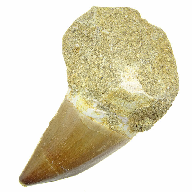 Mosasaurus tand uit Marokko