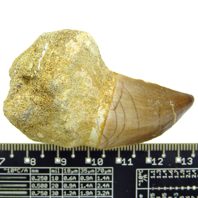 Mosasaurus tand uit Marokko