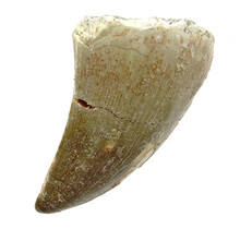 Mosasaurus tand uit Marokko